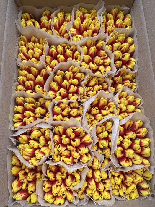 Тюльпаны оптом Беларусь