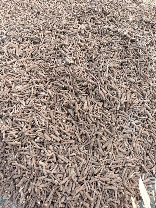 Павловния ФТЕ ва М1 илдиз каламчалари бор