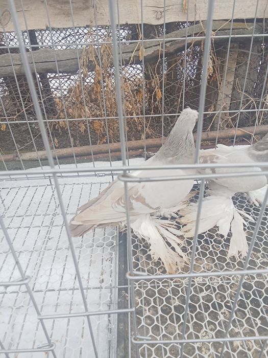 Продам голубей хороших