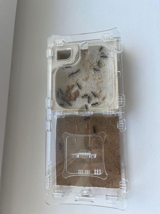 Муравьи Odontoponera denticulata