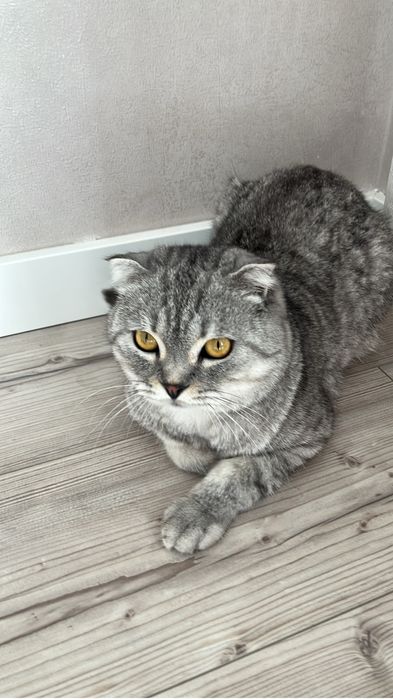 договоримся, ласковый кот