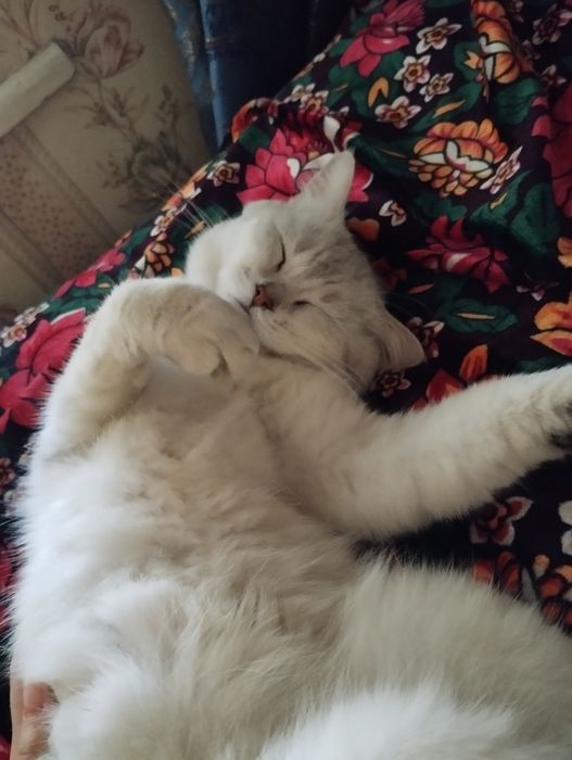 Вязка котов породистых