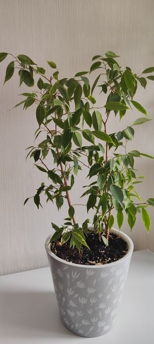 Продам комнатные цветы