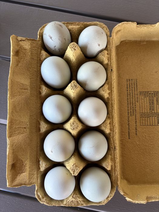 Oua verzi-albastrui de incubat