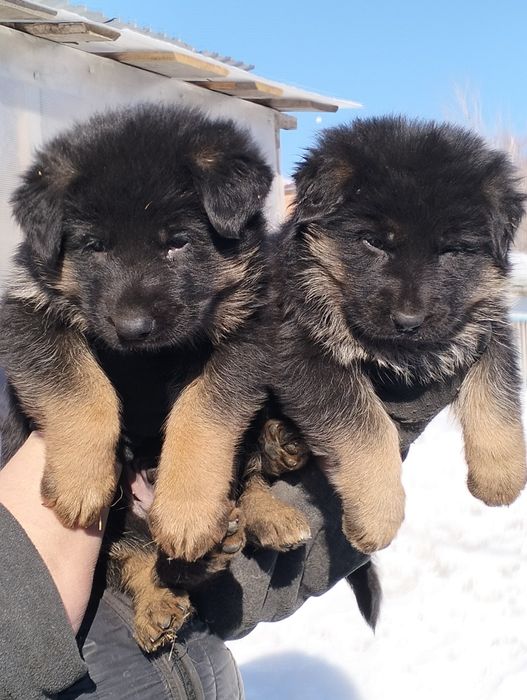 Продаются щенки немецкой овчарки