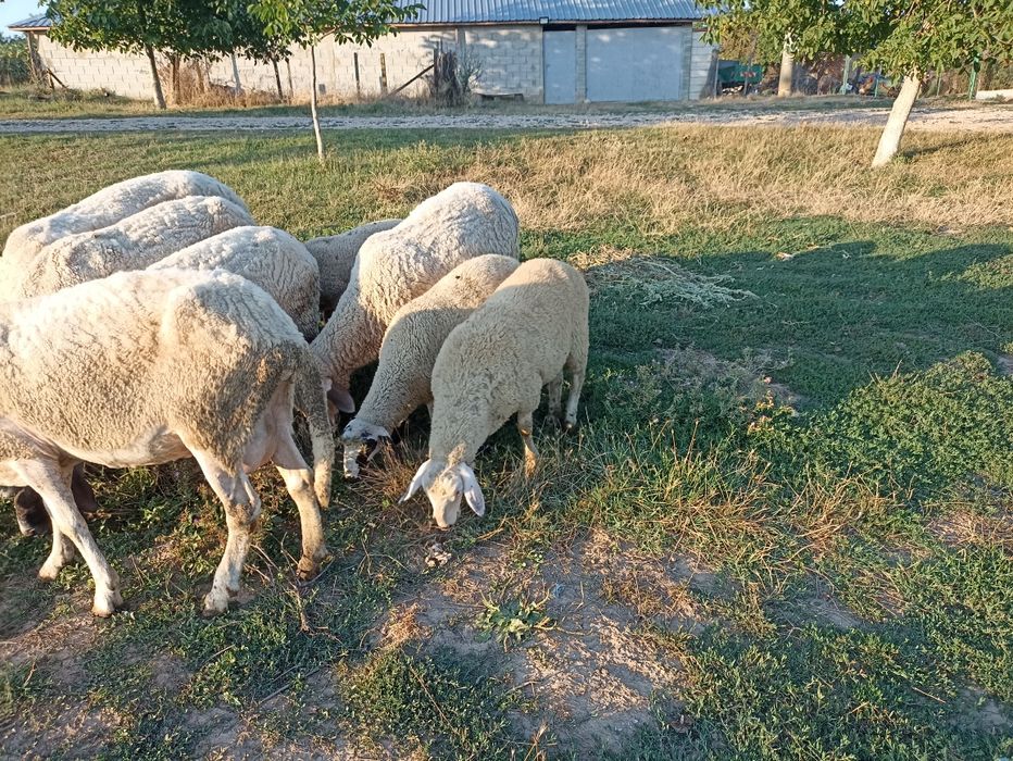 Продавам женски агнета