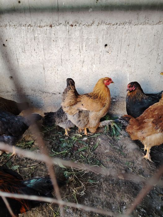 брама товуклар сотилади