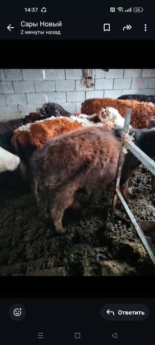 Бычок 3 шт продам