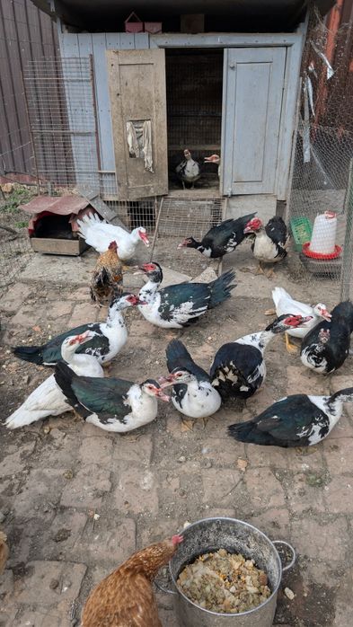 Vând rate mute din 2025 care consuma  melci și limacși