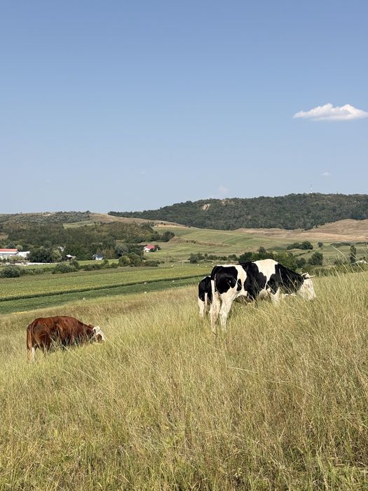 Vand trei junici