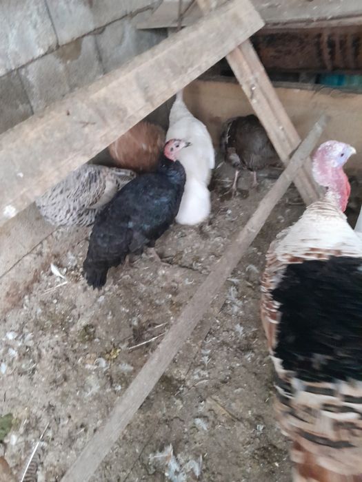 Продам породистых индюков