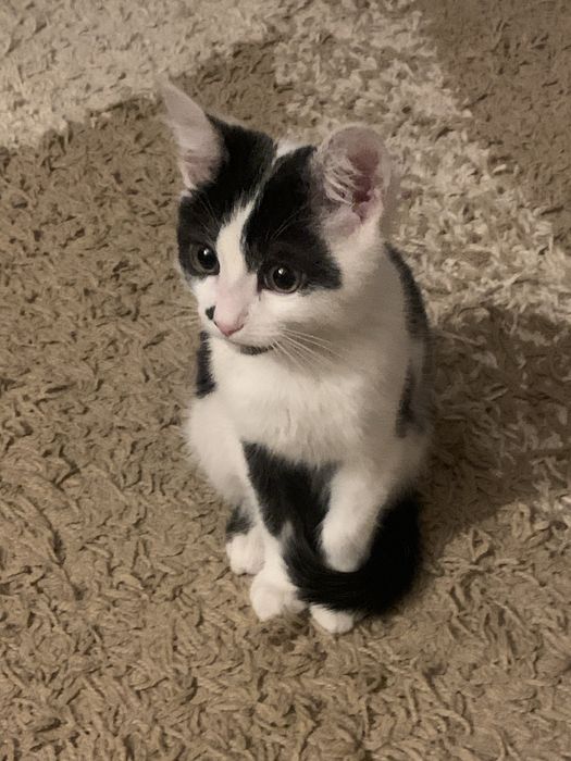 Отдам кошку в добрые руки