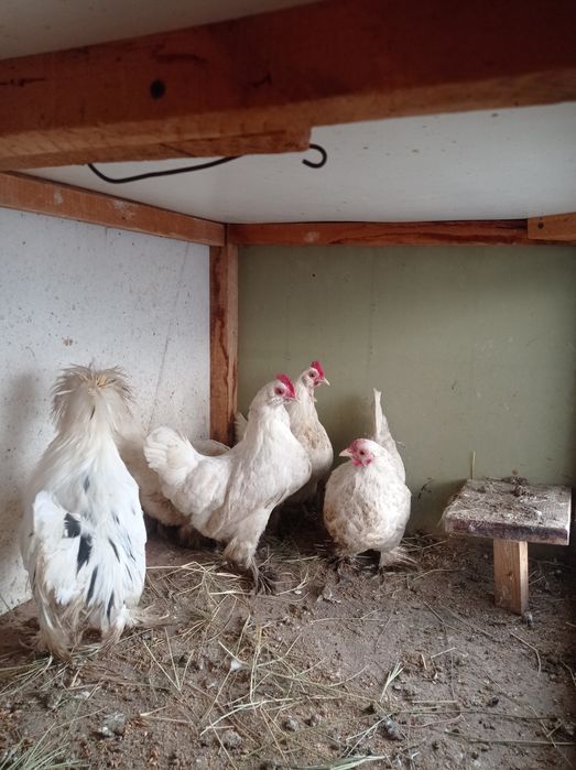 Японлар сотилади