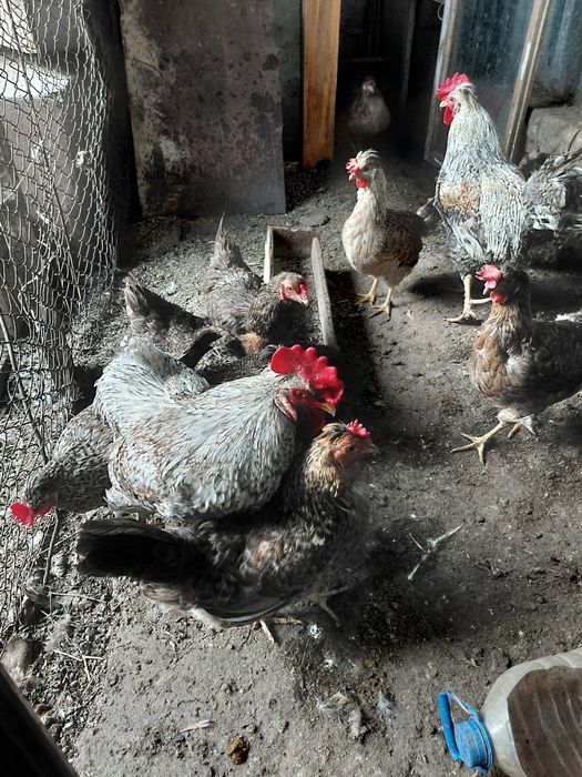 Продам инкубационный яйца легбар