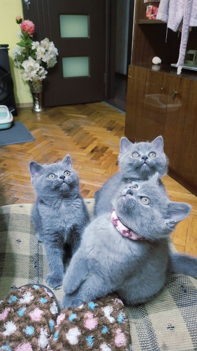 Британска късокосместа