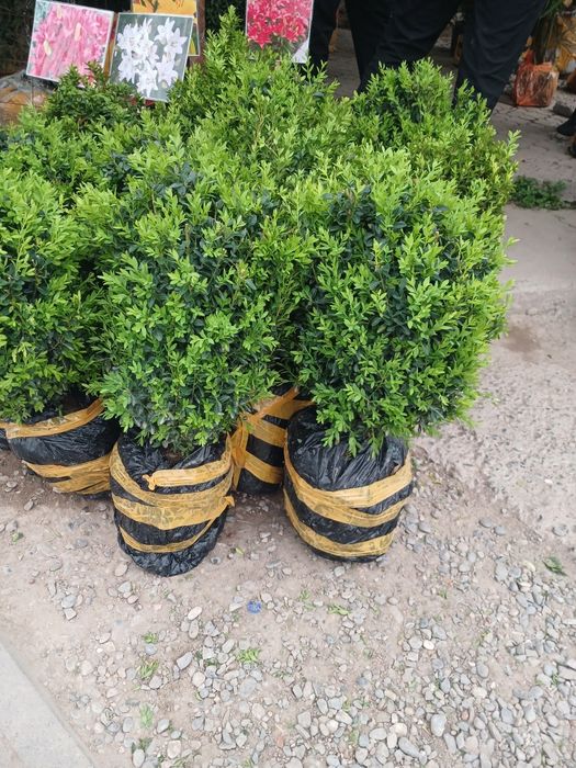 Самшить на продажу