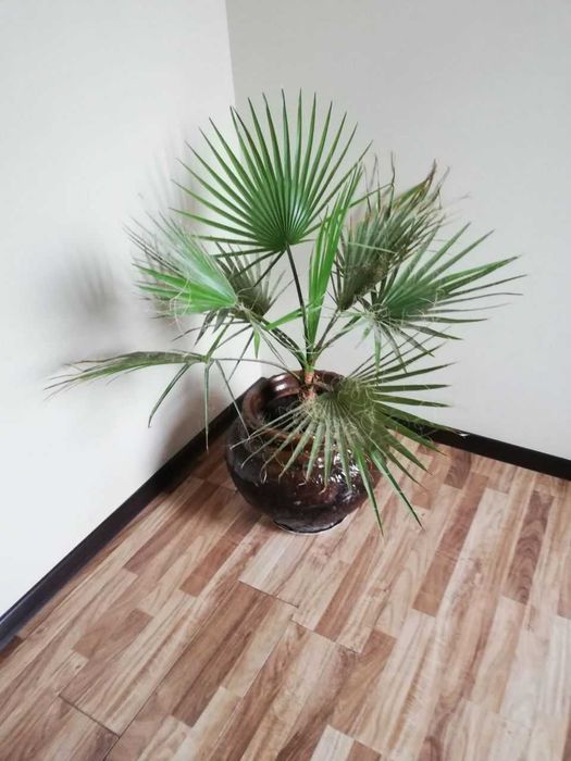 Продается веерная пальма