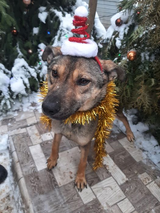 ПорОдиСтыЕ и Дворянины разных возрастов и окрасов