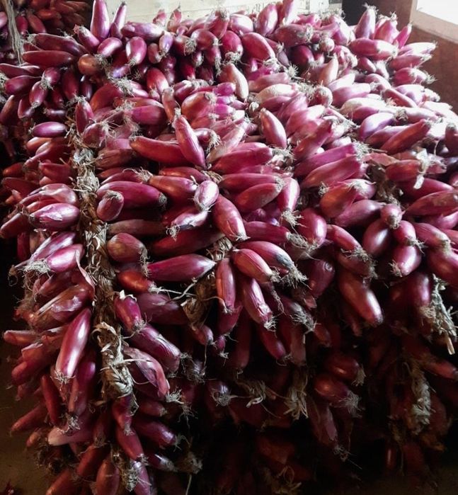 Sămânță ceapă de apă roșie de Buzău