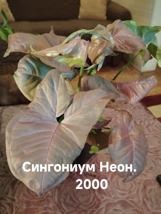 Продам комнатные растения
