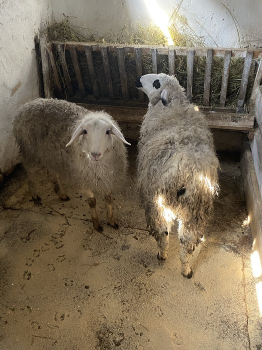 Семіз тоқтылар сатылады