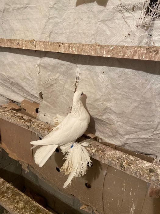 Белый голубка гребля 25 000 т