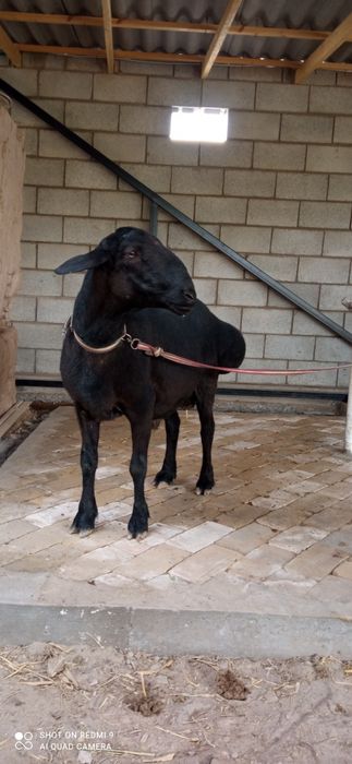 Кочкор зотдор сифатли