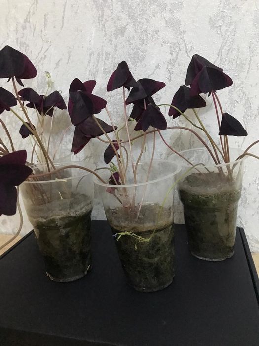 Комнатные цветы.