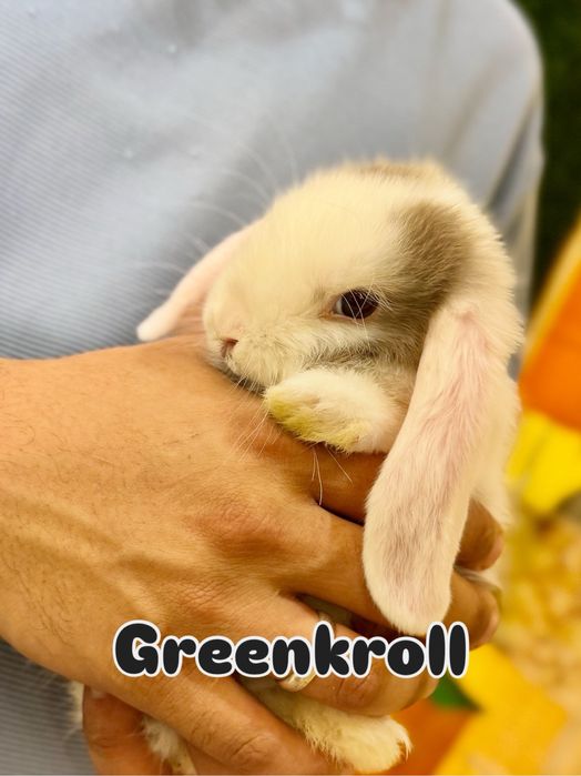 QUYON KARLIK . Кролик Карликовый