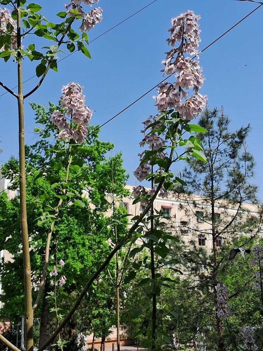 Своя Квартира на Карасу-1 (Рублёвка)  2(3)/2/4. Отличное расположение!