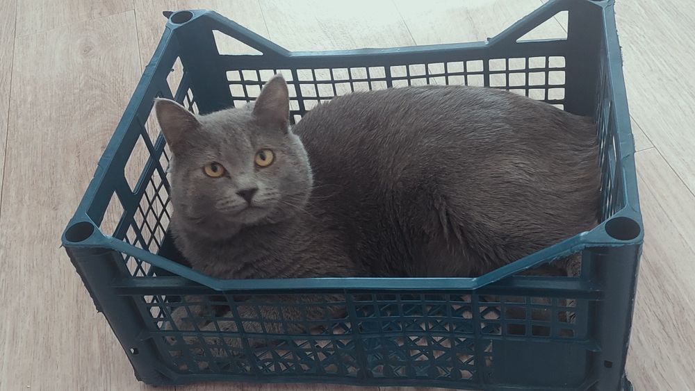 Отдам кота в добрые руки