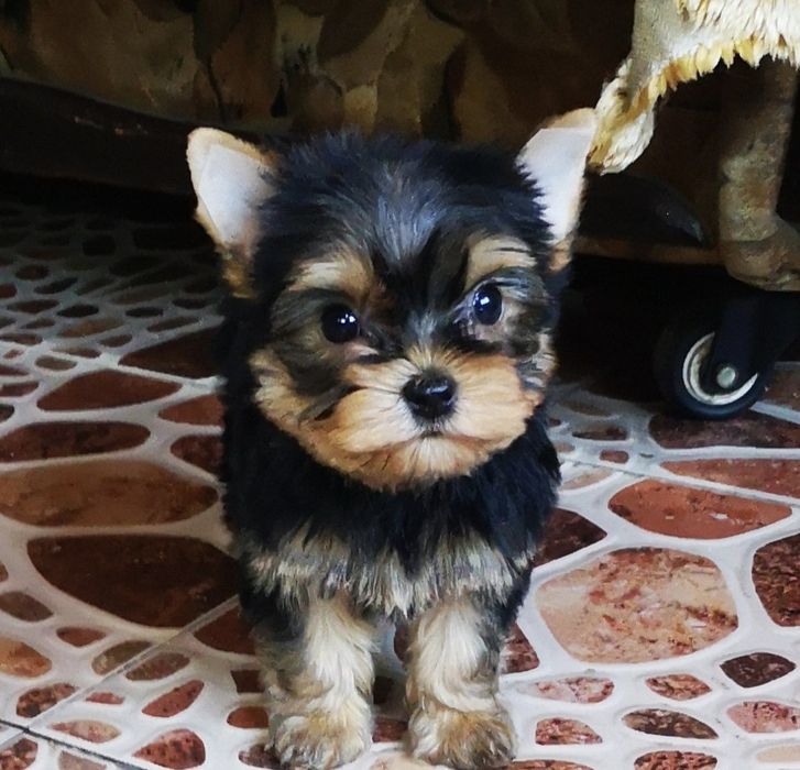 Продам щенков йоркширского терьера