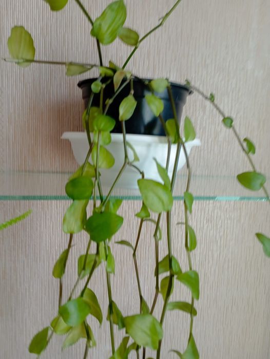 Продам традесканцию