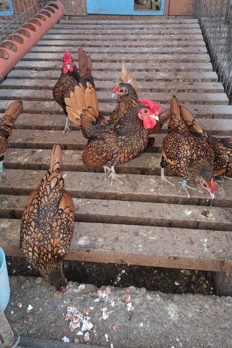 Oua sebright auriu, argintiu