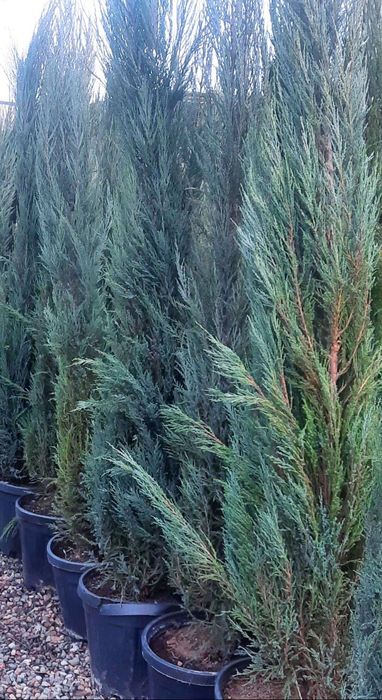 Йевропа ва Узимизда Келтирилган Йетиштирилган  аризониски кипарис