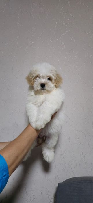 Готовы переезду Мальтипу Ф1