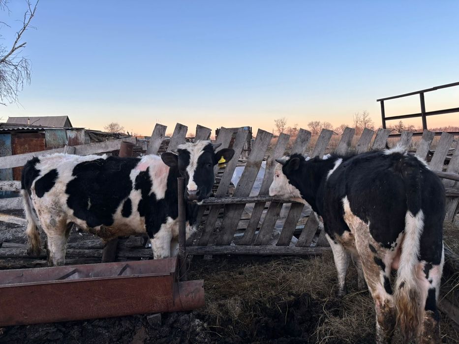 Продам 2 быков возраст полтора года