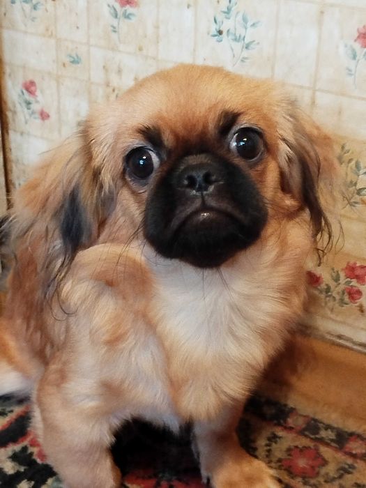 Племенные щенки Пекинеса