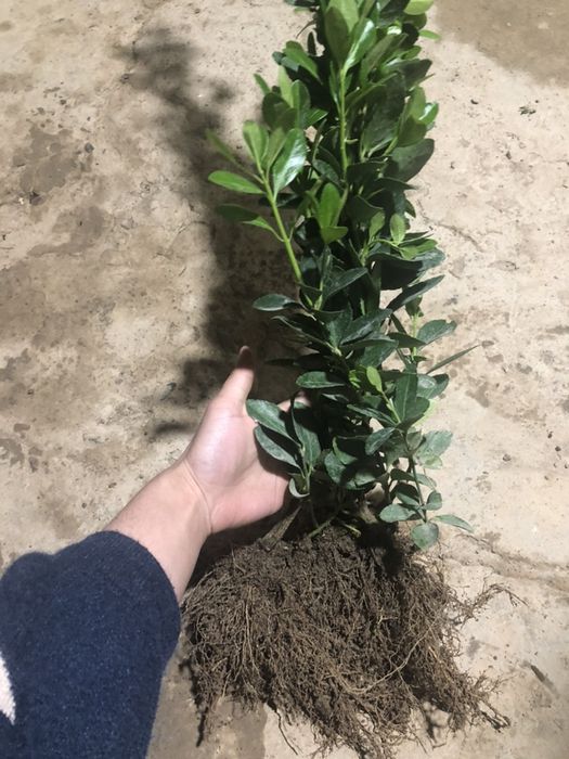 Шамшод кучатлари