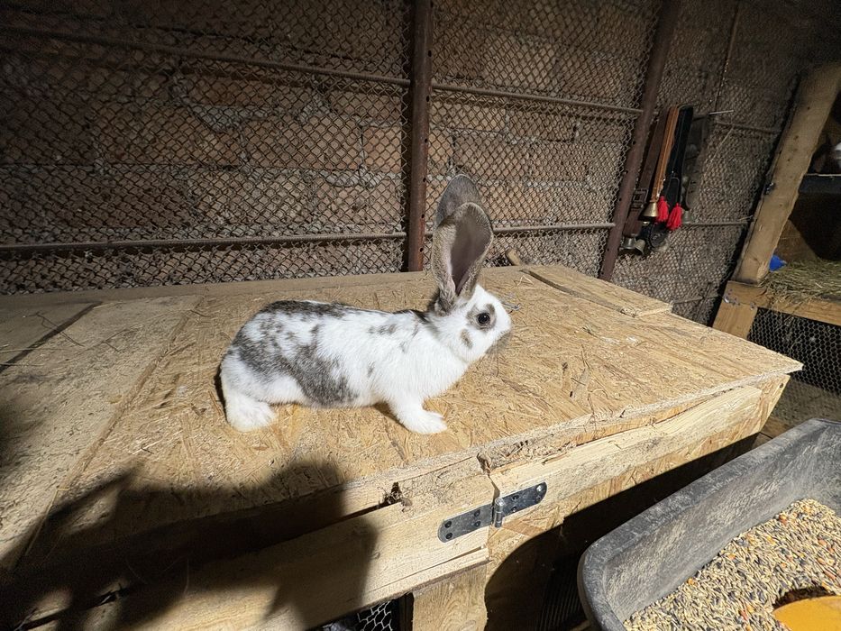 De vanzare fluture german pui si maturi