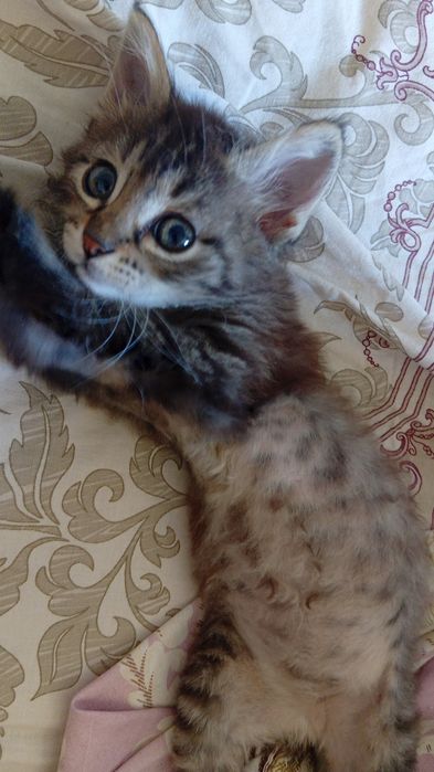 Одам котика с вещями