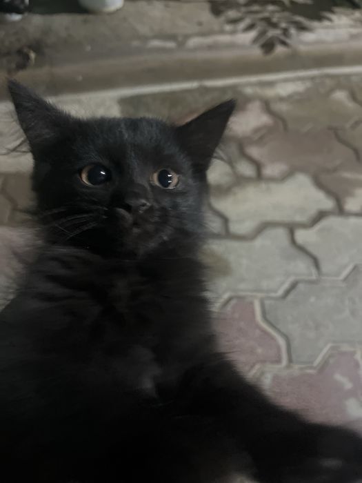 Кошки хорошин ласковые