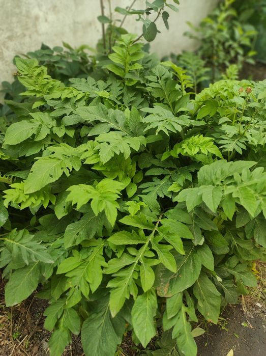 Цветы садовые многолетние