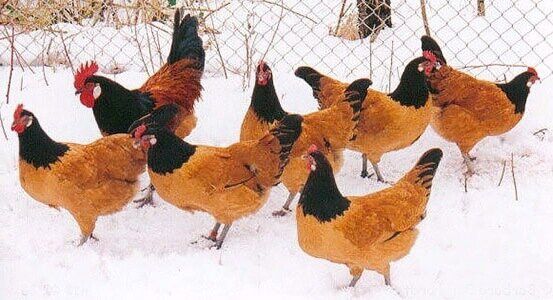 Форверк жожа ва тухумлари заказ оламиз