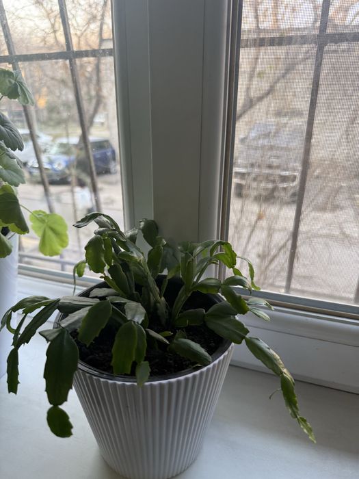 Продам комнатные цветы