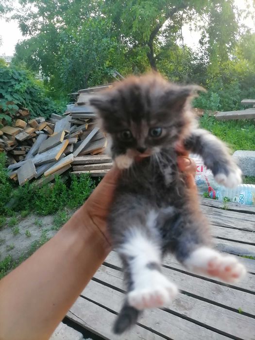 Кошки котята 4 котёнка