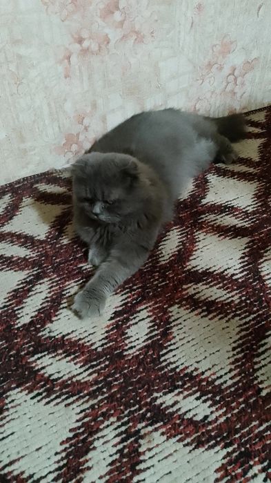 Skotsh foold parodali erke mushu sotiladi srochna toza boqilgan
