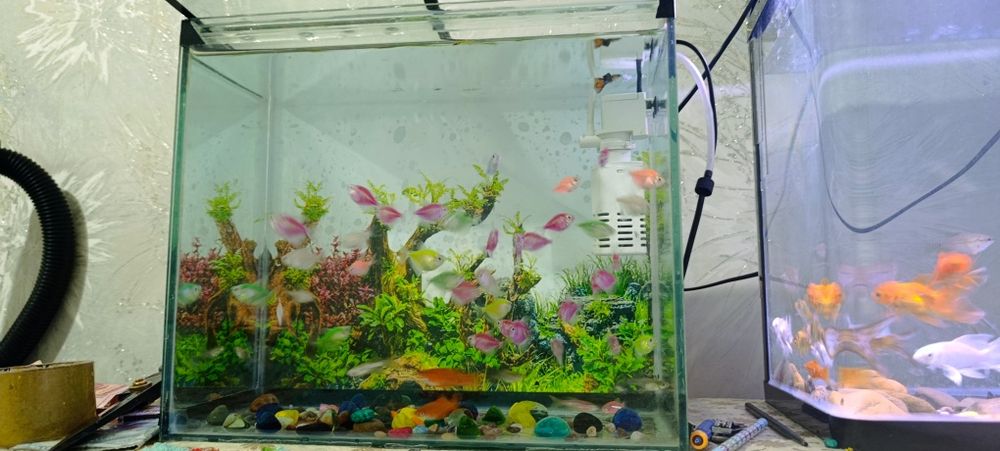 Akvarium va baliqlar sotiladi. +Filtr