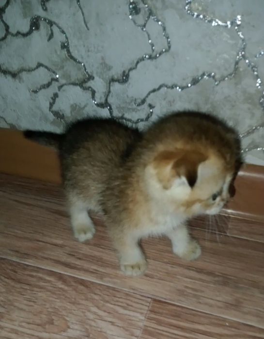 Шатланскии кошка