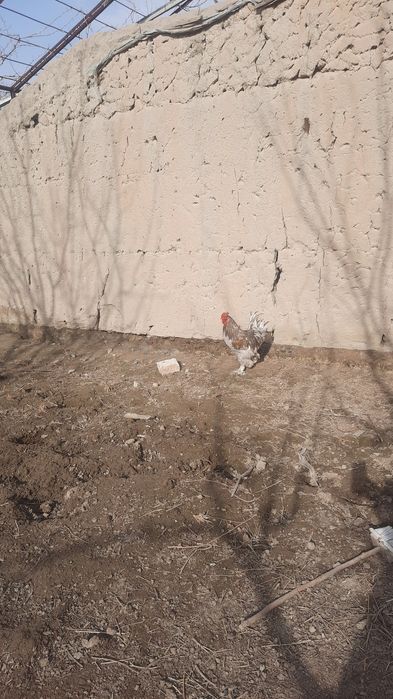 Хурозлар сотилади соглом  хонаки брама аралаш